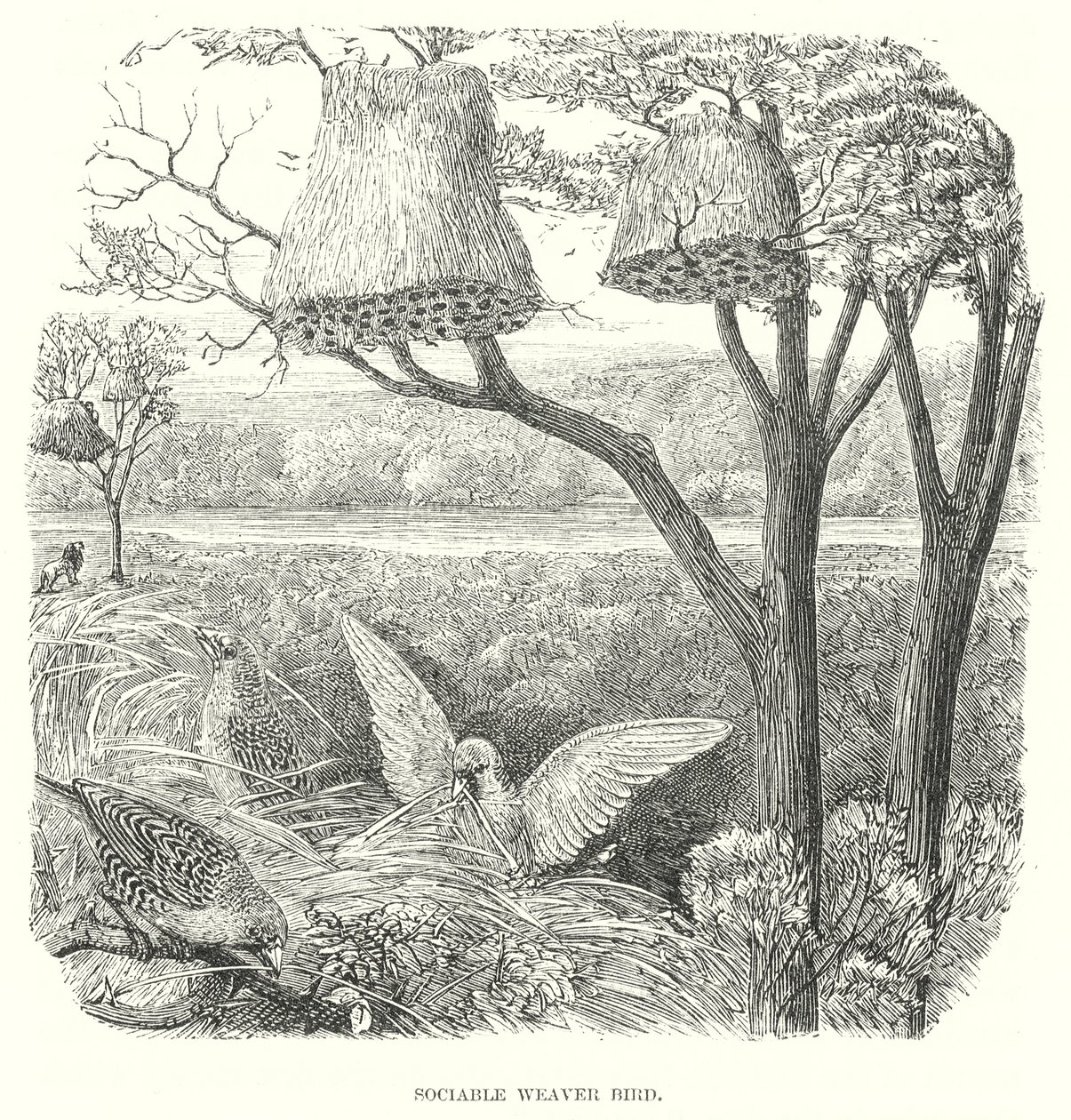 Wevervogels (gravure) door English School