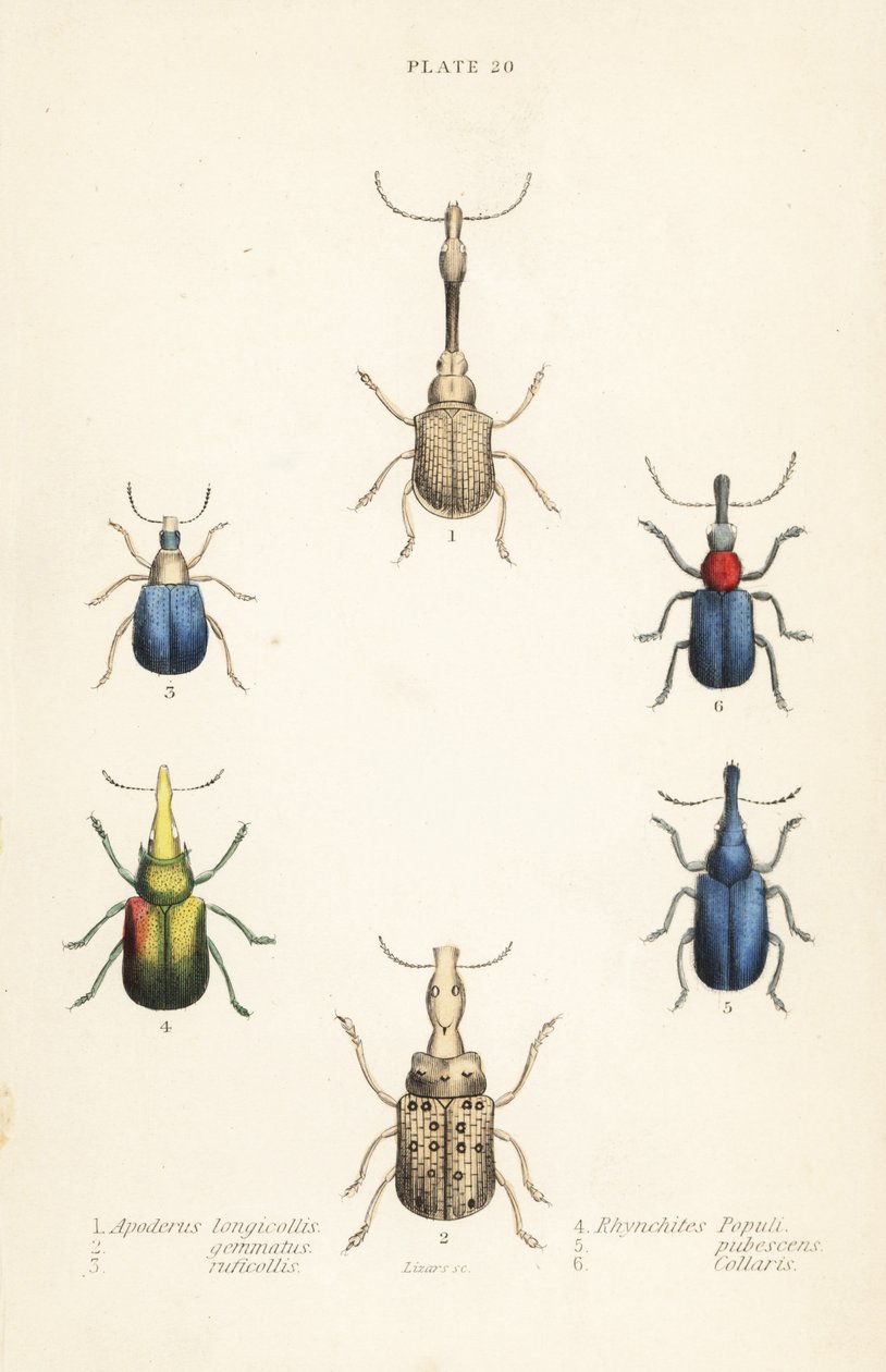 Snuitkevers: Attelabus longicollis 1, Attelabus gemmatus 2, Attelabus ruficollis 3, Byctiscus populi 4, Rhycnhites pubescens 5, en Rhynchites collaris 6 door English School