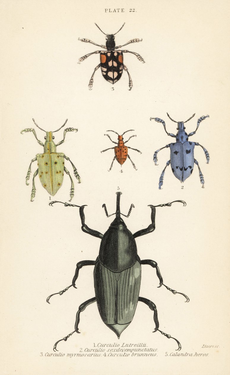 Snuitkevers en kevers: Curculio latreillii 1, Curculio sexdecempunctatus 2, Trichaptus mutillarius 3, Pissodes castaneus 4 en Calandra heros 5 door English School