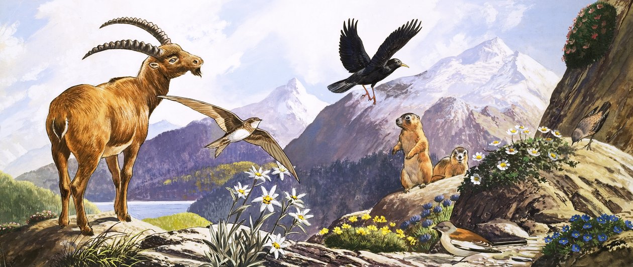 Wilde dieren in Centraal-Europa, illustratie uit 
