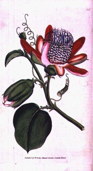 Gevleugelde Passiebloem (Passiflora alata), plaat 66 uit William Curtis