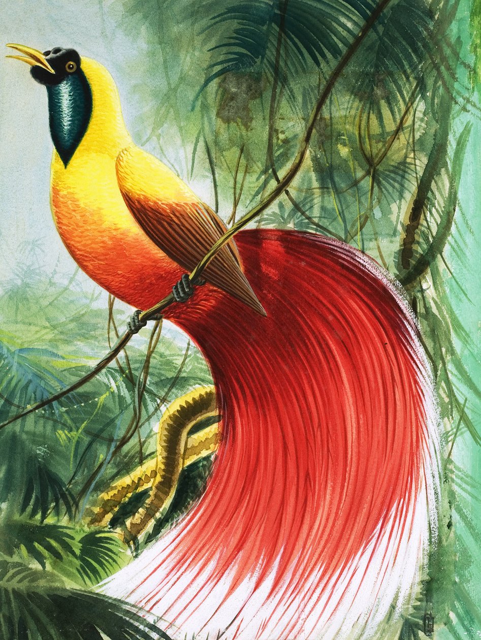 Gevleugeld Paradijswonder, illustratie uit 