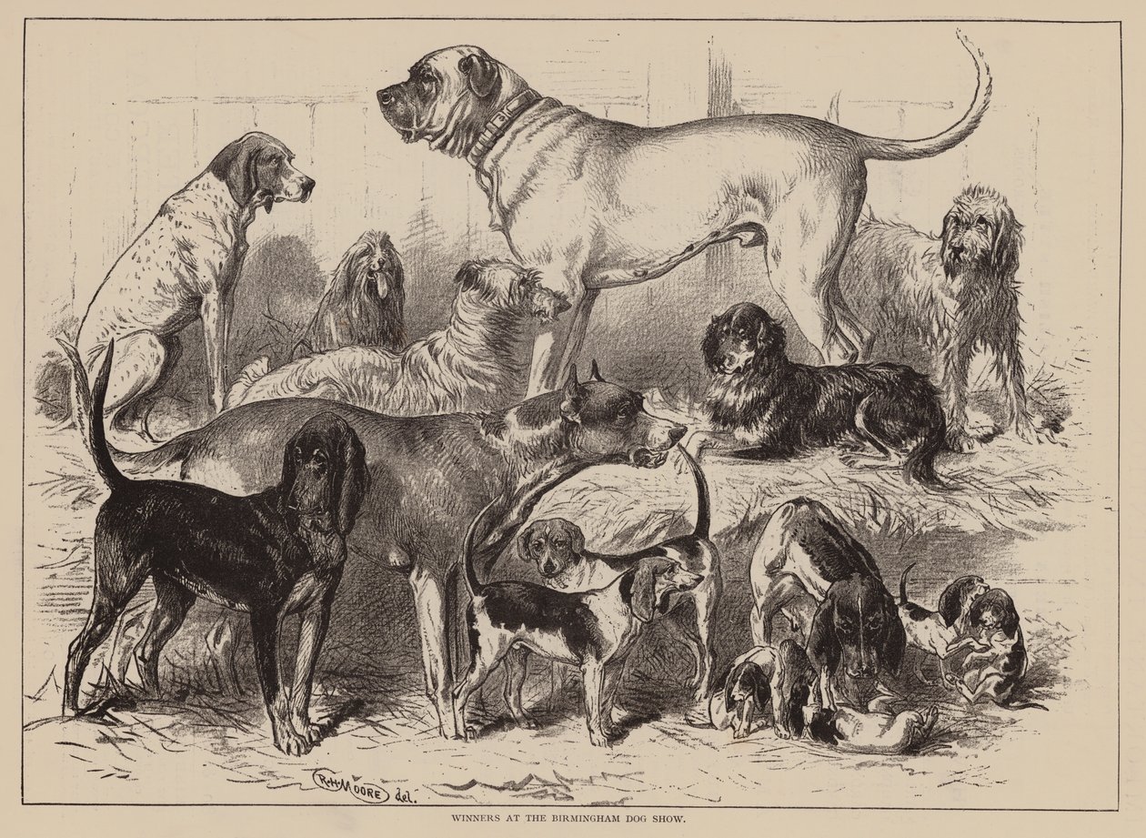 Winnaars op de Birmingham Dog Show (gravure) door English School