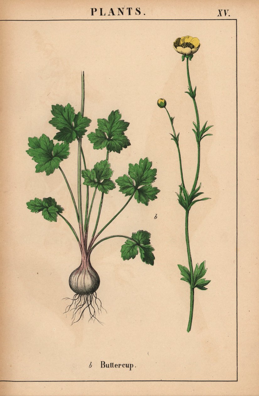 Gele boterbloem, uit 