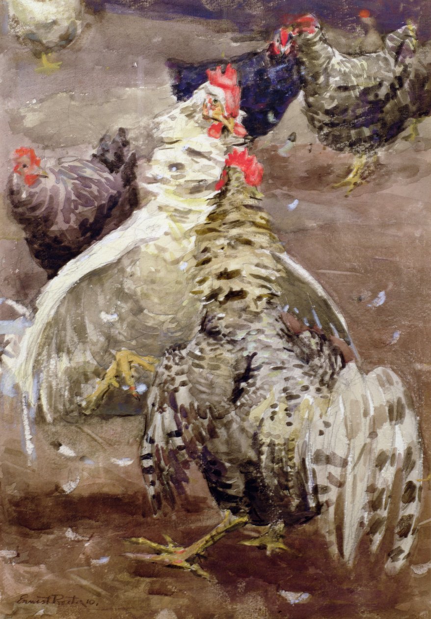 Hanengevechten, 1910 door Ernest Procter