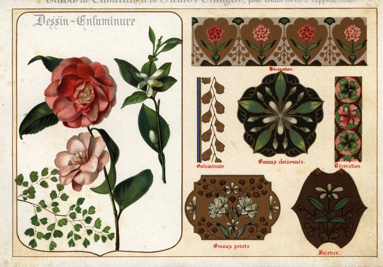 Afbeeldingen van camelia