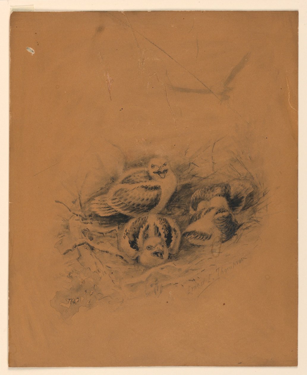 Vogels door Ernest Thompson Seton