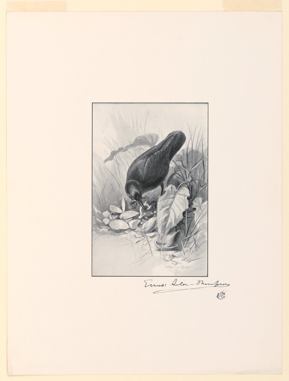 Het handvat van een Chinese kop, het juweel van de collectie door Ernest Thompson Seton