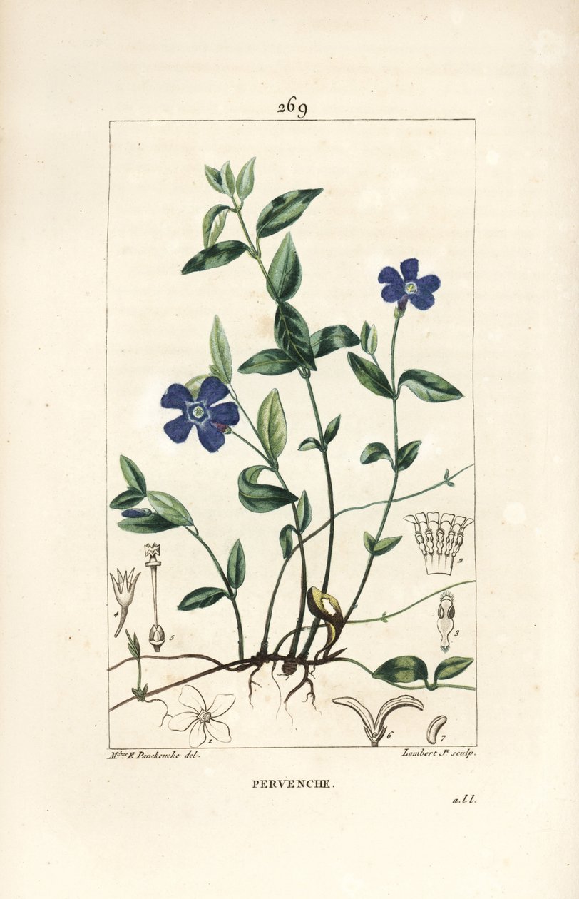 Kleine maagdenpalm, Vinca minor, met bloem, blad, stengel, wortel en zaad door Ernestine Panckoucke