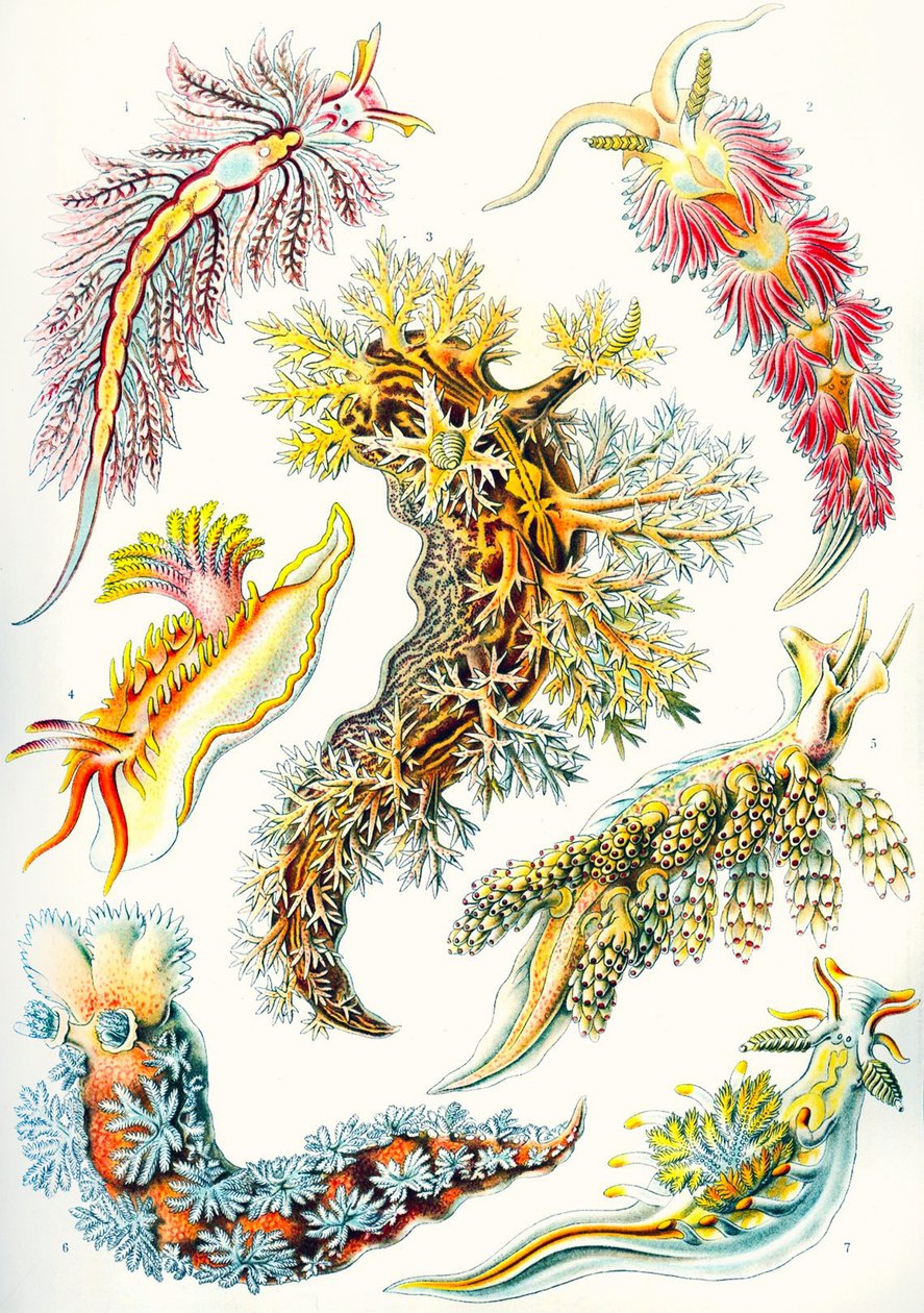 Een verzameling Nudibranchia uit 
