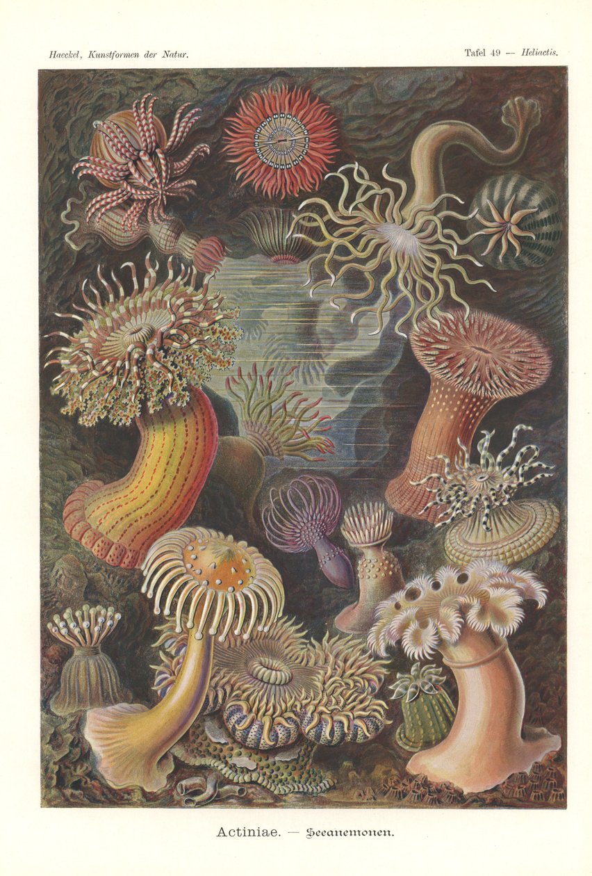 Actiniae - Zeeanemoon, Pl.49, uit 