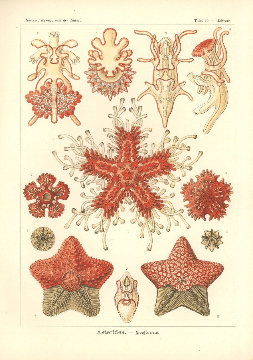 Asteridea - Zeester, Pl.40 uit 