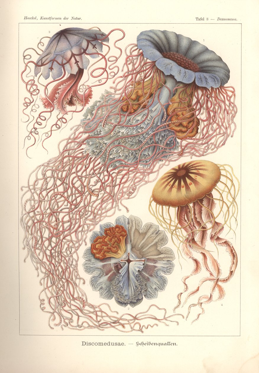 Discomedusae - Scheibenquallen, Pl. 8 uit 