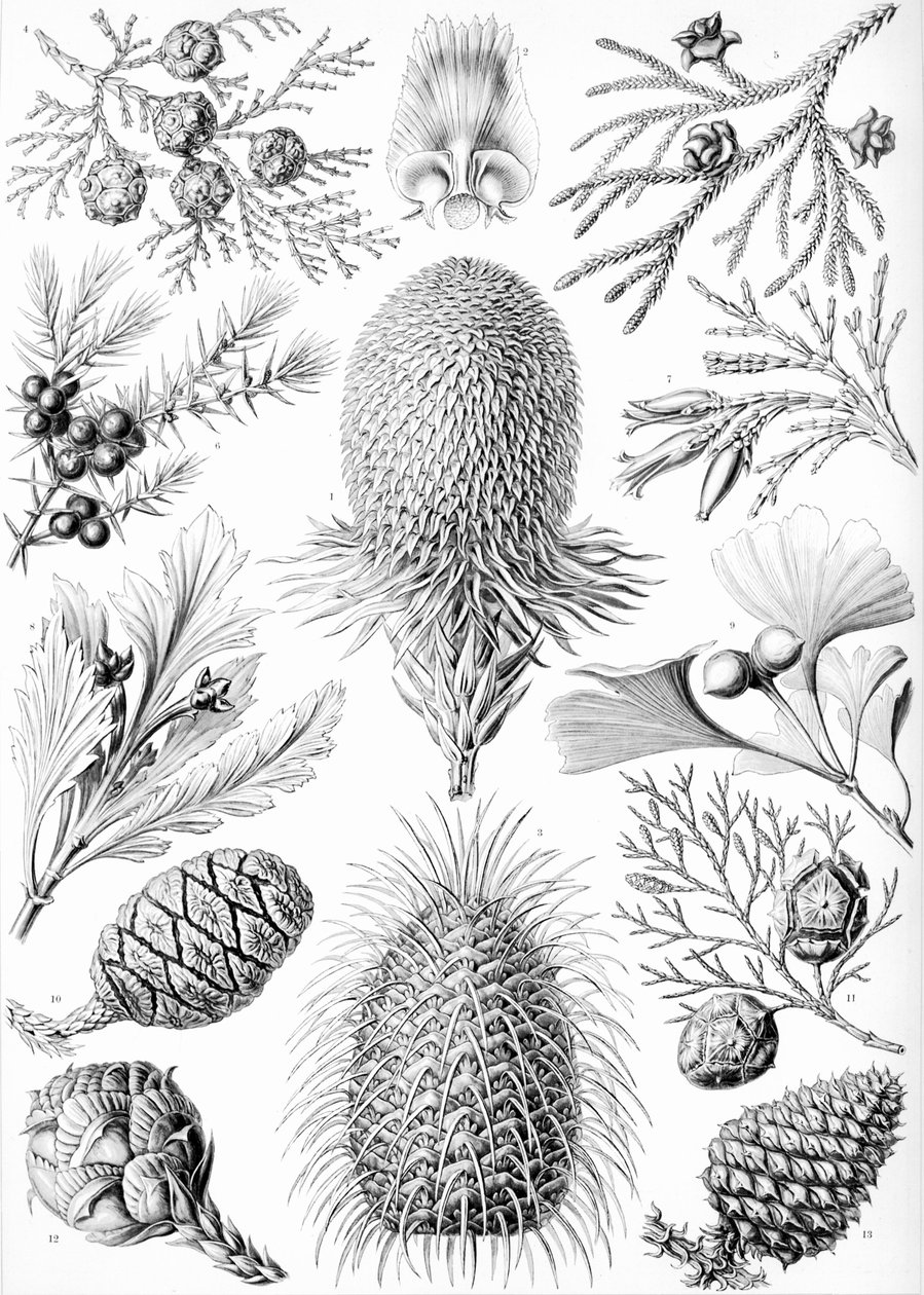 Voorbeelden van Coniferae uit 