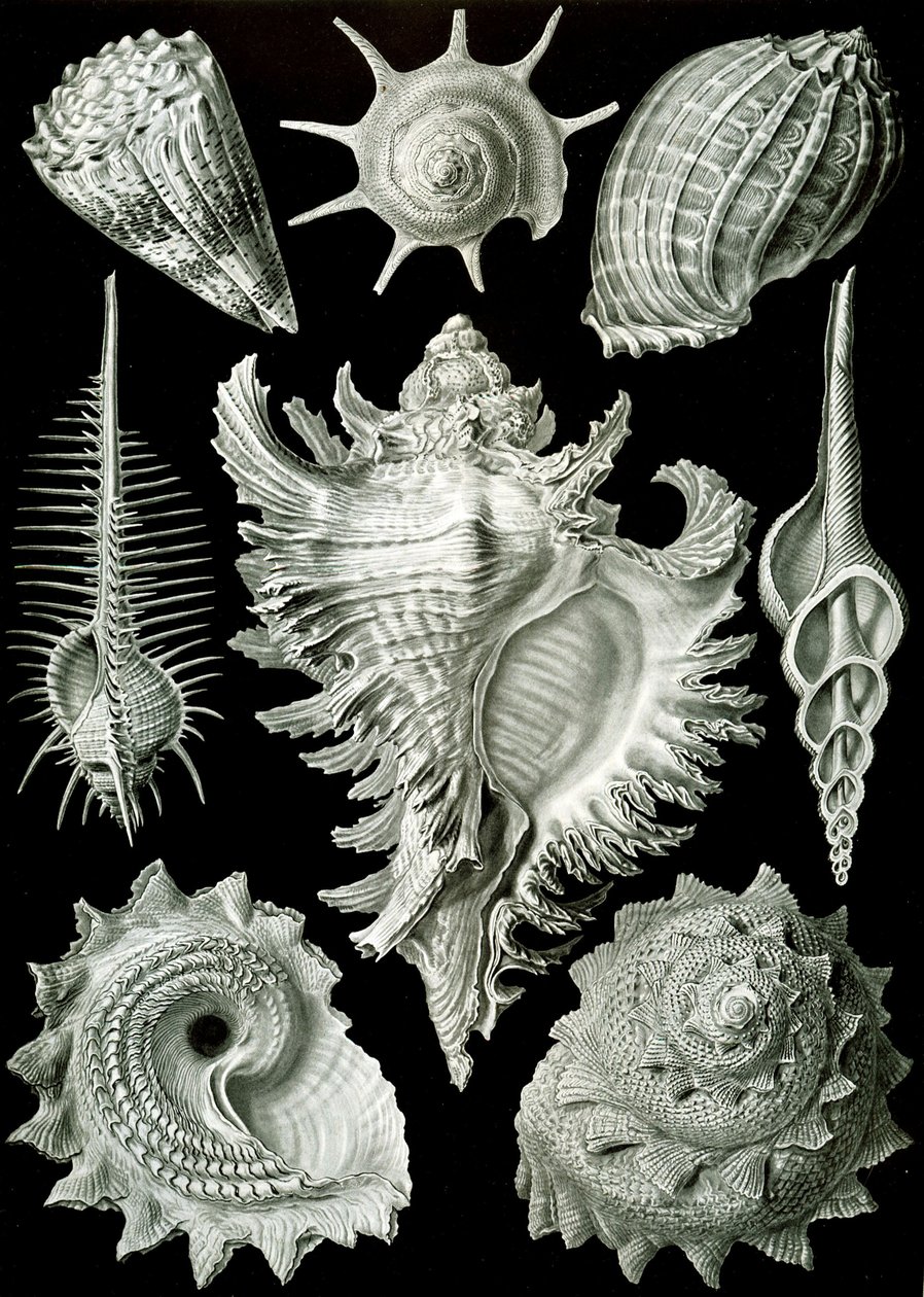 Voorbeelden van Prosranchia - schelpen van verschillende prosobranchia-gastropoden, uit 