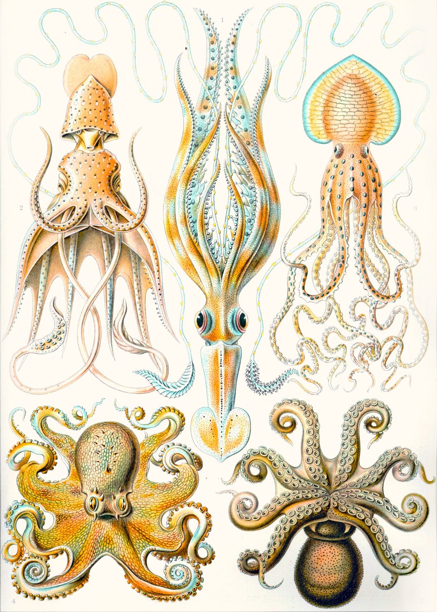 Voorbeelden van verschillende Cephalopoden 