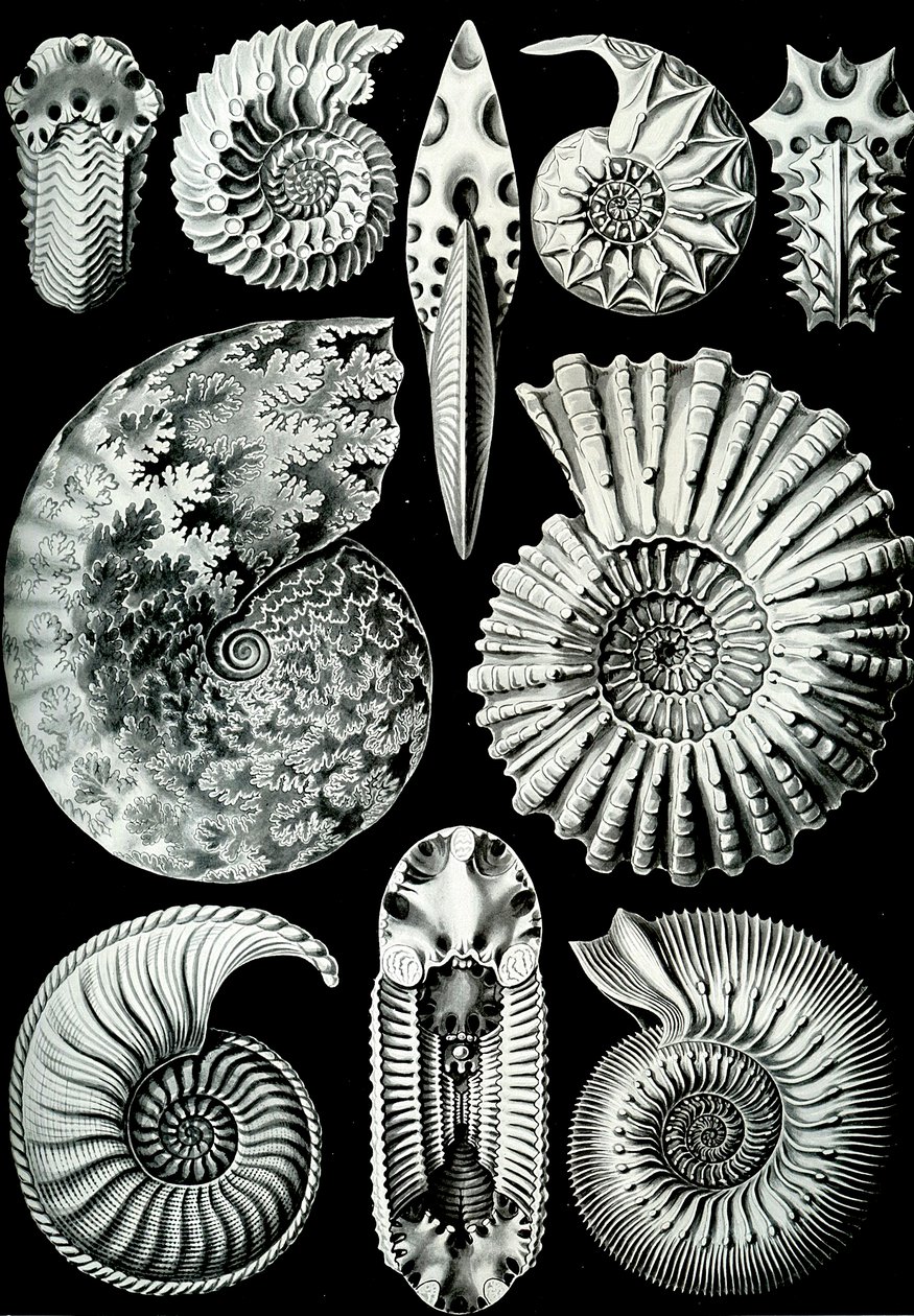 Illustratie van Ammonitida uit "Kunstformen der Natur" 1904 door Ernst (after) Haeckel