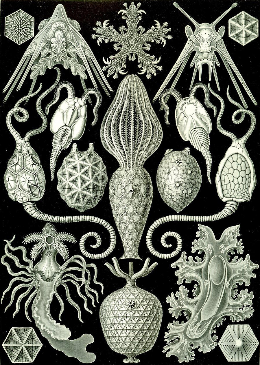 Illustratie van Amphoridea uit "Kunstformen der Natur" 1904 door Ernst (after) Haeckel