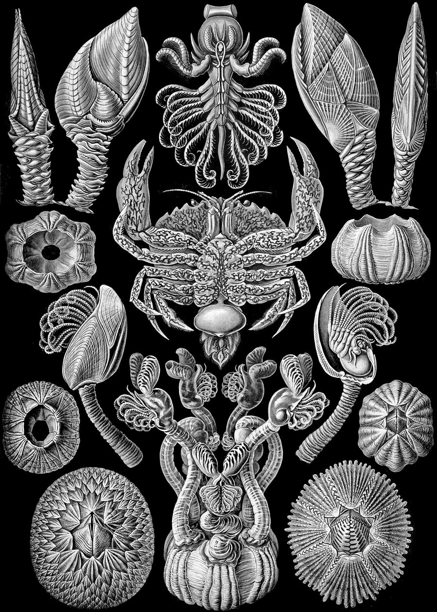 Illustratie van Cirripedia uit "Kunstformen der Natur" 1904 door Ernst (after) Haeckel