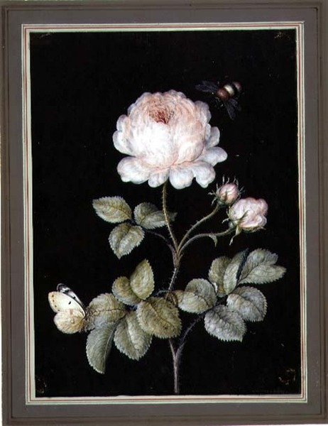 Roos met hommel en vlinder door Ernst Friedrich Carl Lang