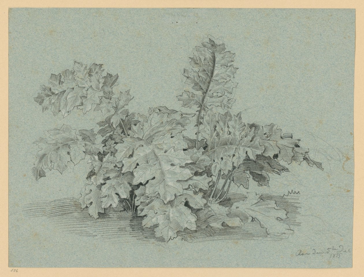 Acanthusplant door Ernst Fries