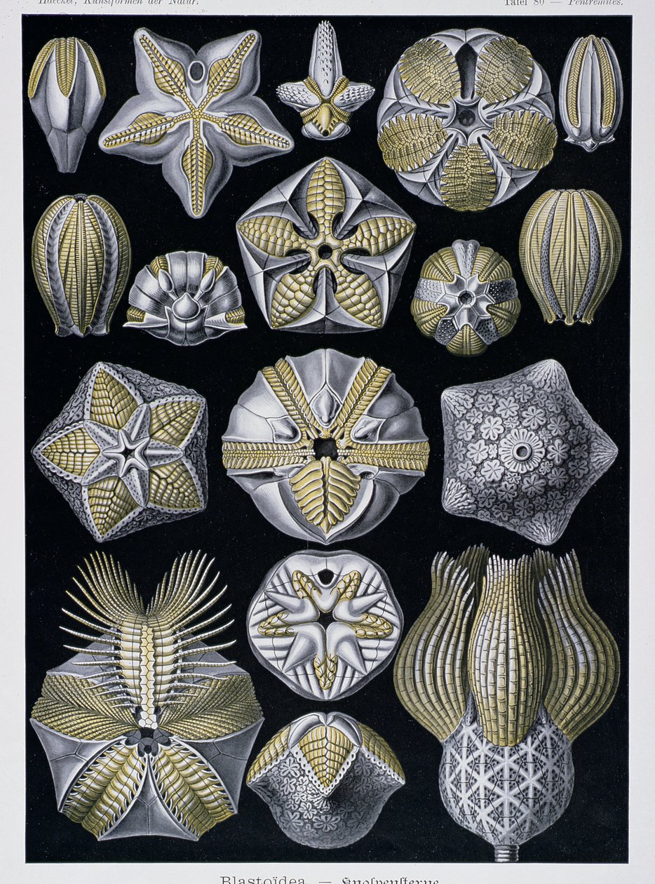 Blastoidea, plaat uit Kunstvormen van de Natuur, c.1899-1904 door Ernst Haeckel