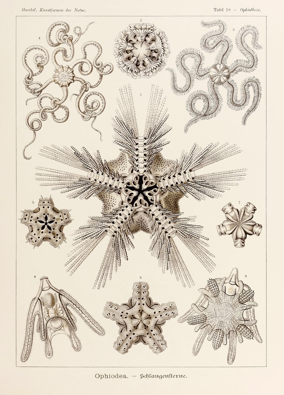 Plaat 10 Ophiothrix Ophiodea uit 