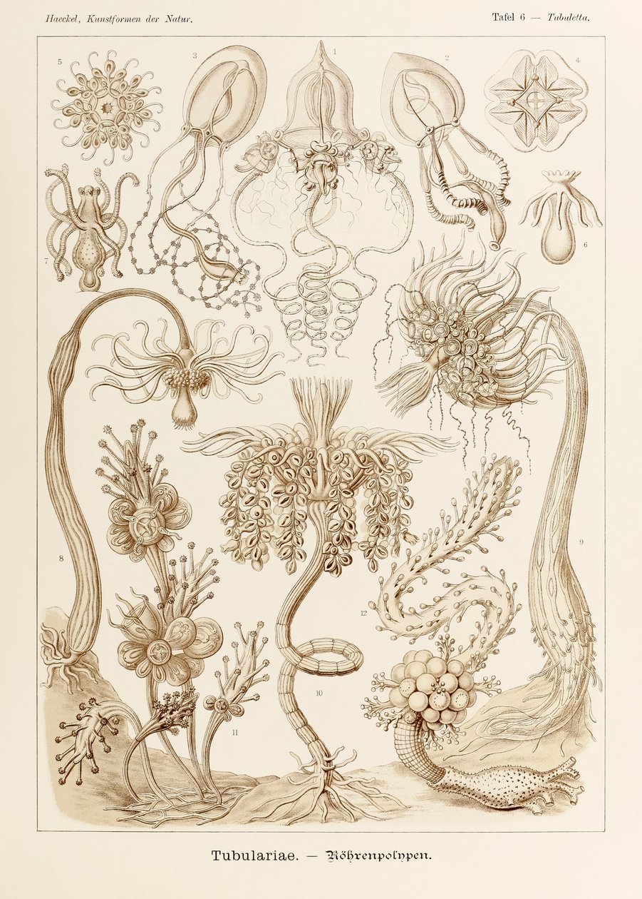 Plaat 6 Tubuletta Tubulariae uit 