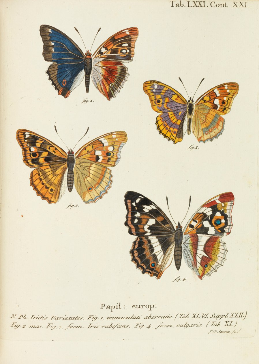 Die Schmetterlinge, 1777-1794 door Eugen Johann Christoph Esper