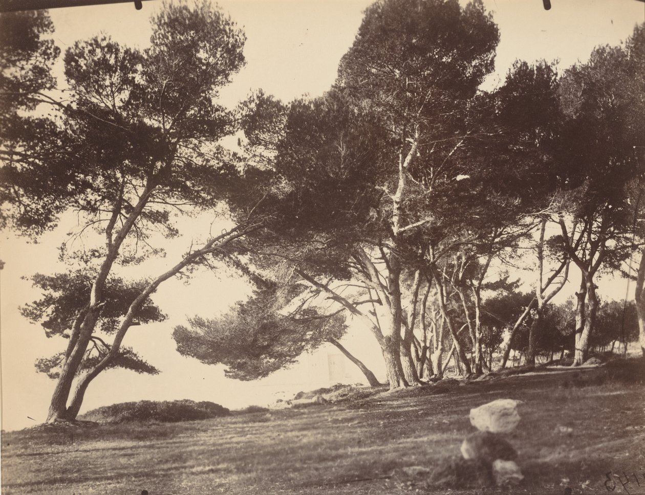 Cannes, Ile Saint Honorat, ca. 1899-1927 (foto) door Eugène Atget