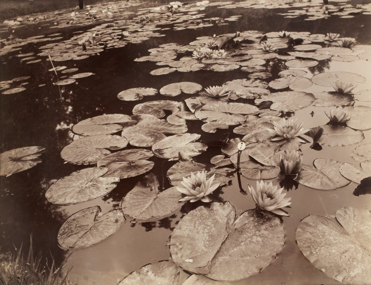 Waterlelies (Bagatelle) door Eugène Atget