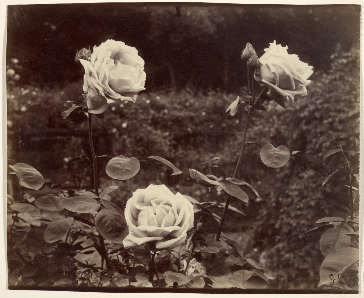 Rozen door Eugène Atget