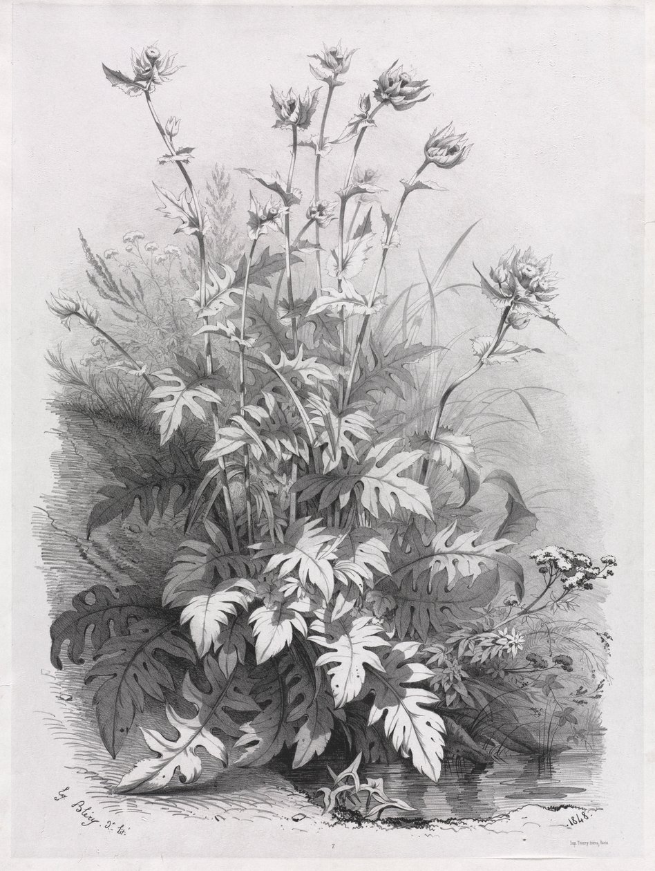 Groepen van verschillende planten getekend naar de natuur: nr. 7 door Eugene Bléry