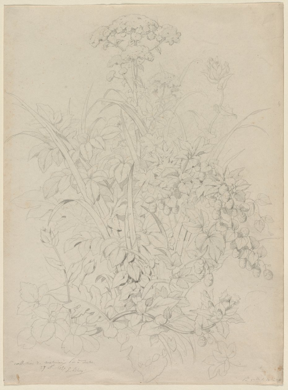Plantstudie door Eugene Bléry