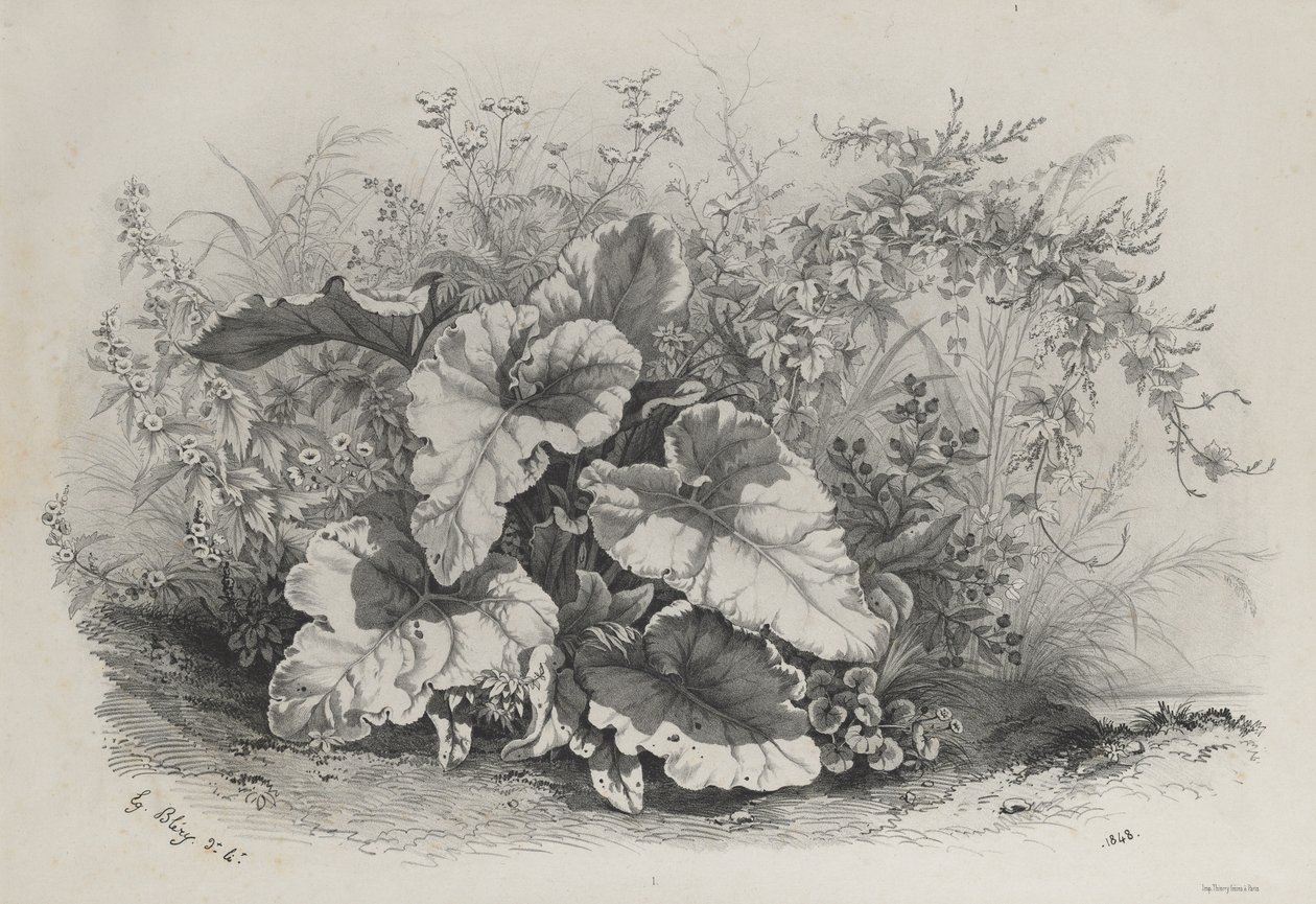 Plantstudie uit Groep van Diverse Planten Getekend en Lithografisch naar de Natuur door Eugene Bléry