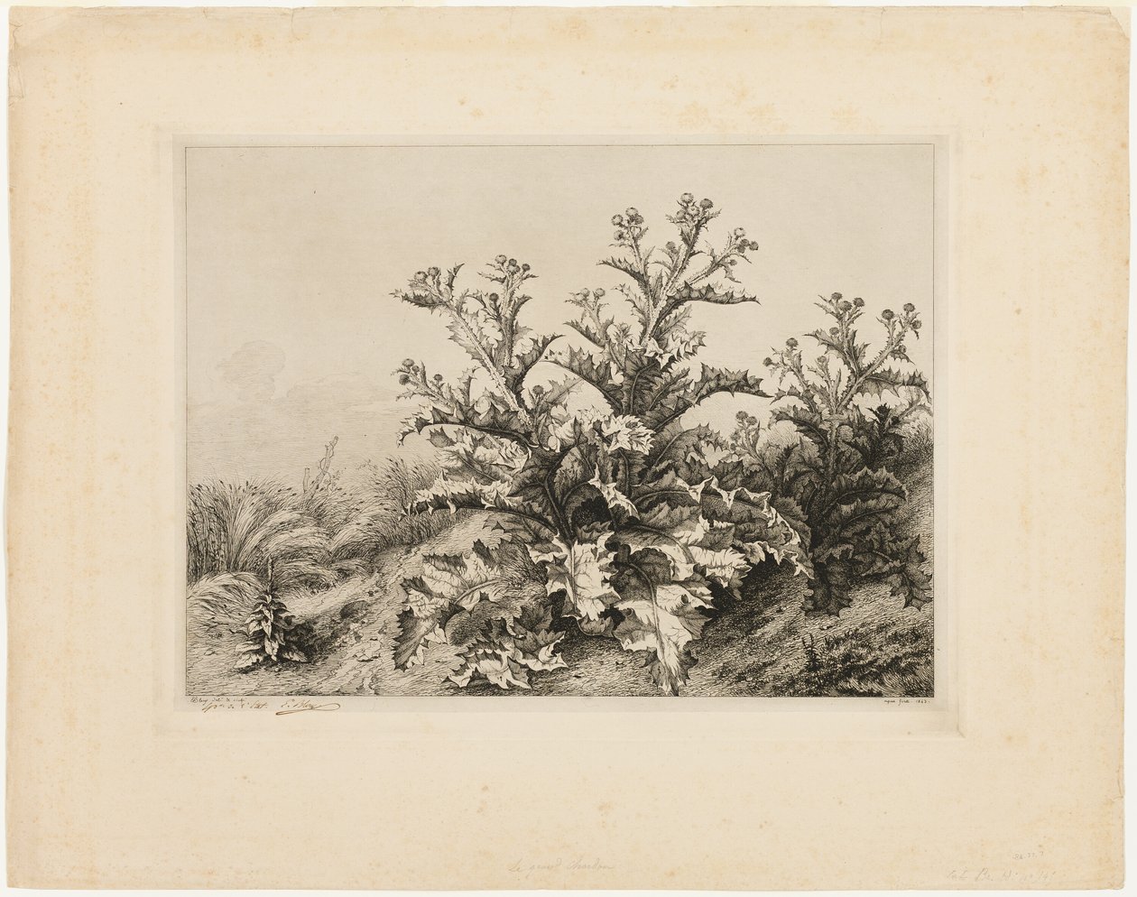 De grote distel, plaat drie uit Les quatres grandes plantes door Eugene Bléry