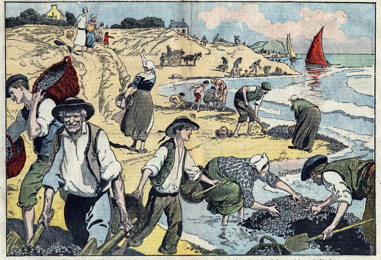 De inwoners van de Thouais-kustlijn oogsten mosselen. Kernevel, Finistère (29), Bretagne. Illustratie van Damblans. In 