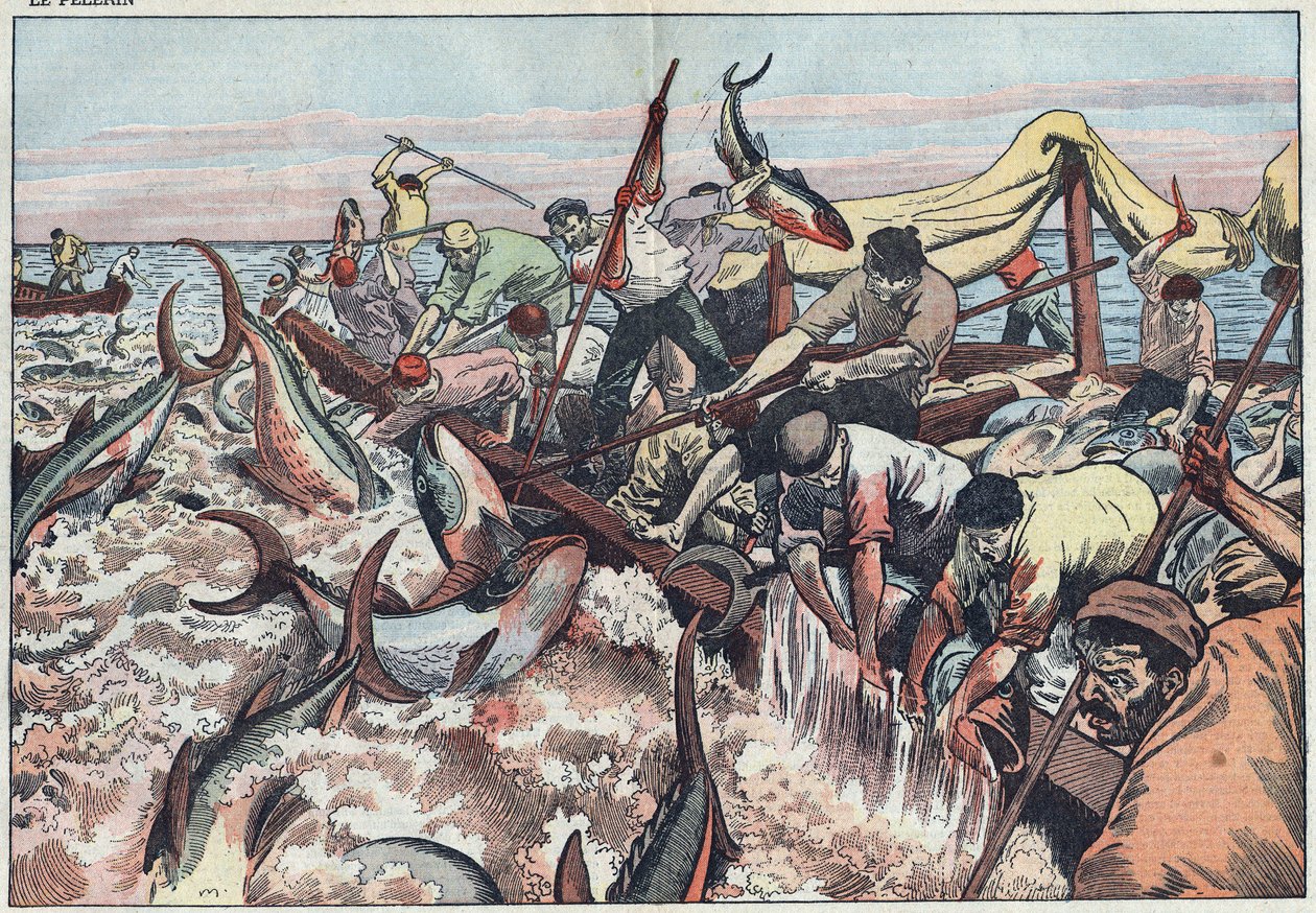 Tonijnvissen in Tunesië - Tonijn wordt gevangen in het laatste net dat bekend staat als "corpo" en wordt met tanden gevangen en in de vissersboot geslagen. Illustratie van Damblans. In "Le Pèlerin" van 30 augustus door Eugene Damblans