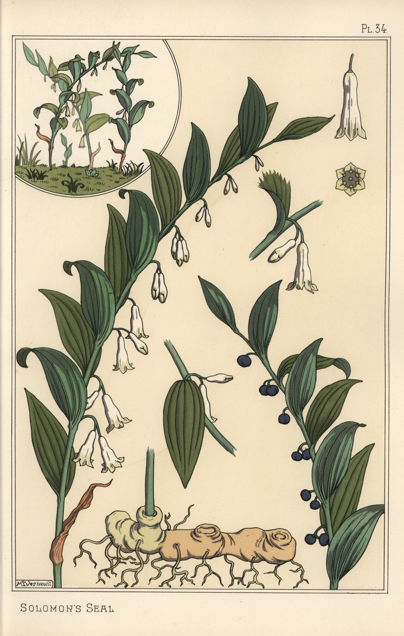 Botanische illustratie van Salomonszegel, Polygonatum multiflorum door Eugene Grasset