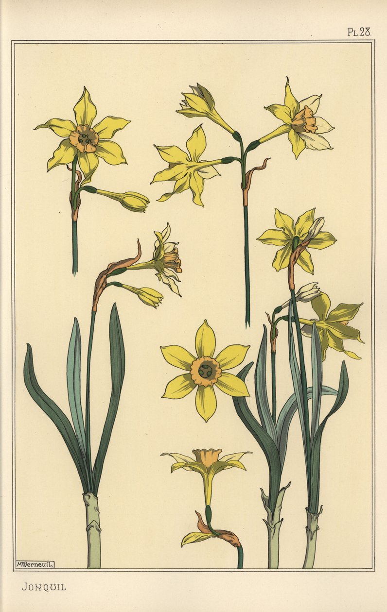 Botanische illustratie van de narcis, Narcissus jonquilla, met delen van de bloem door Eugene Grasset