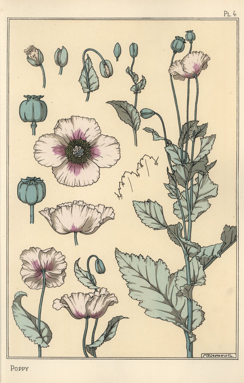 Botanische illustratie van de papaver, met bloemonderdelen, opiumpeul door Eugene Grasset