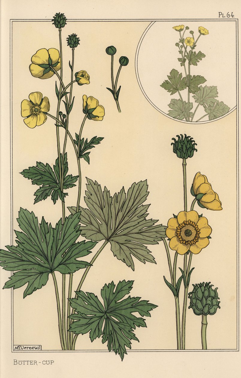 Boterbloem botanische studie door Eugene Grasset