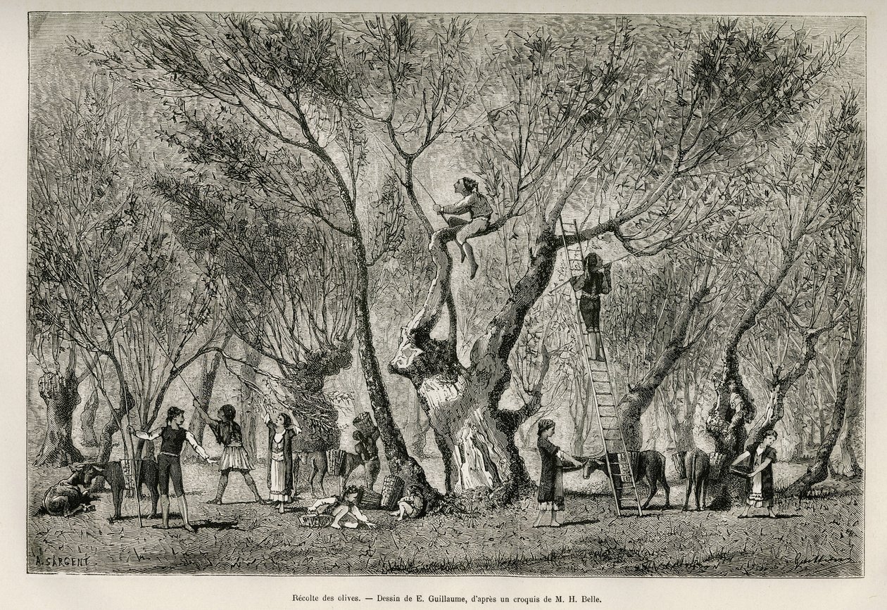 De olijvenoogst in de regio Amphissa, tekening door E. Guillaume, ter illustratie van het verhaal van Henri Belle: Reis in Griekenland. door Eugene Guillaume