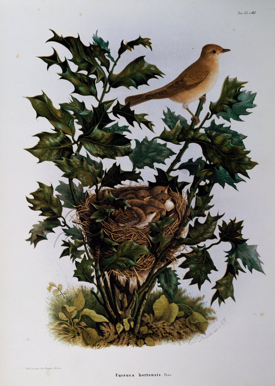 Tuinfluiter (Sylvia hortensis), gravure door Oscar Dressler, uit Natuurlijke Geschiedenis van Vogels die Nestelen in Lombardije, door Eugenio Bettoni (1845-1898), Italië door Eugenio Bettoni, Oscar Dressler