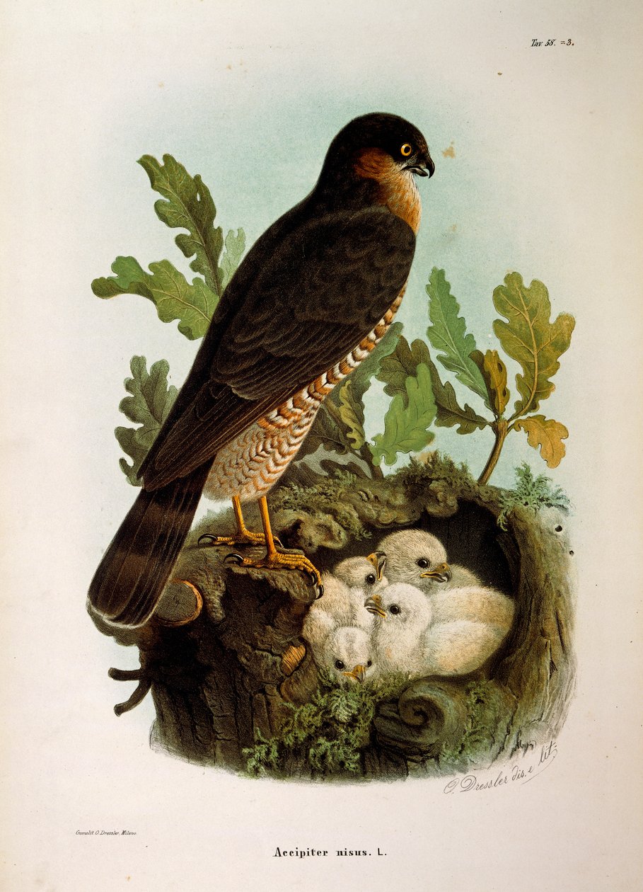 Illustratie uit Eugenio Bettoni