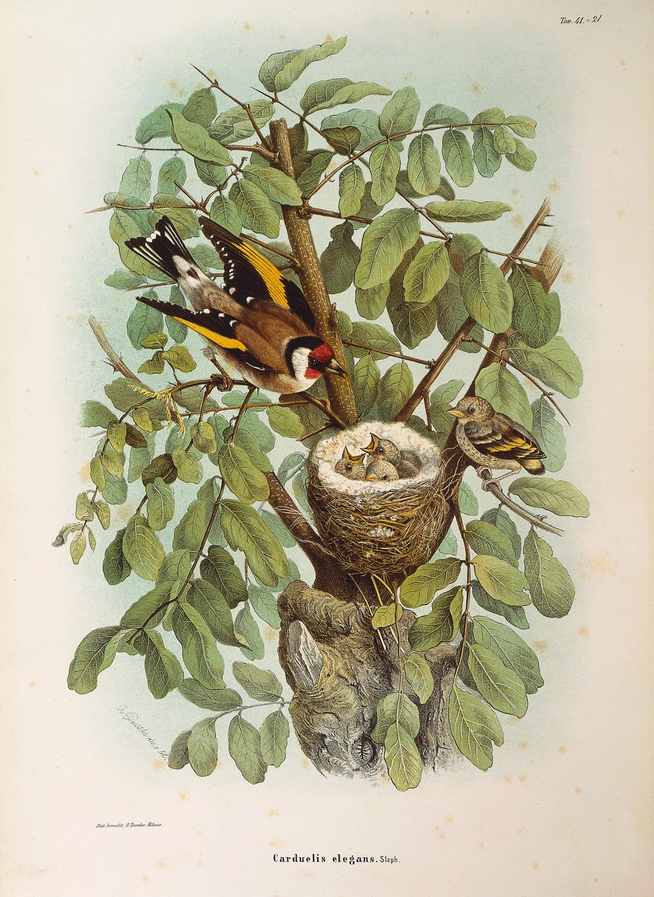 Illustratie uit Eugenio Bettoni