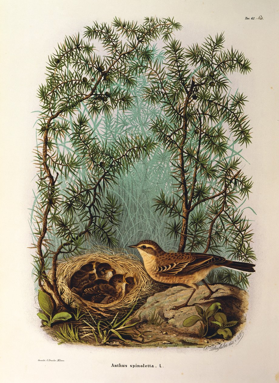 Illustratie uit Eugenio Bettoni