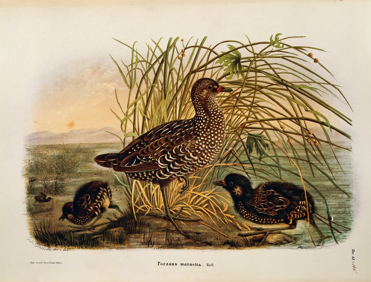 Illustratie uit Eugenio Bettoni