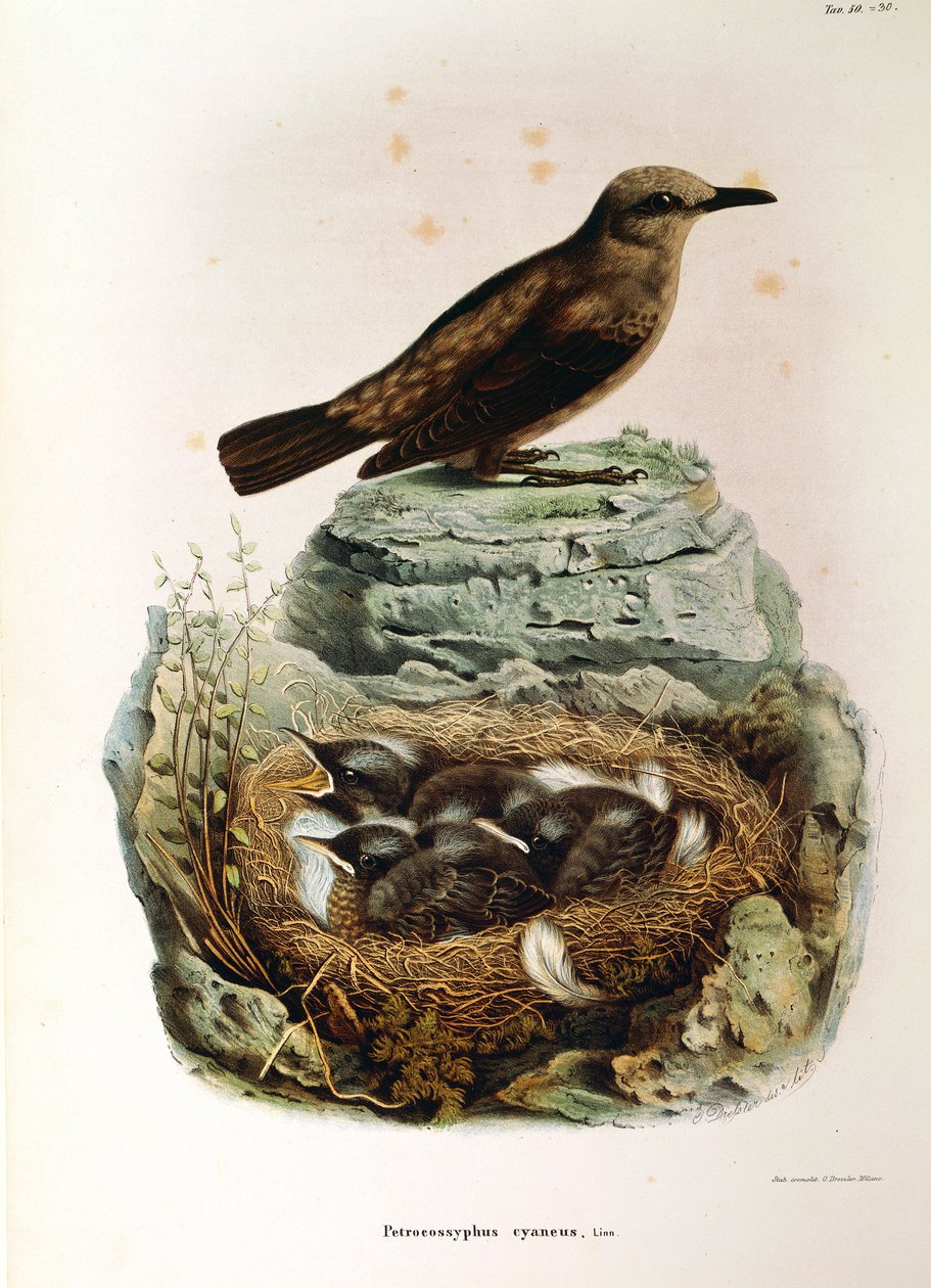 Illustratie uit Eugenio Bettoni