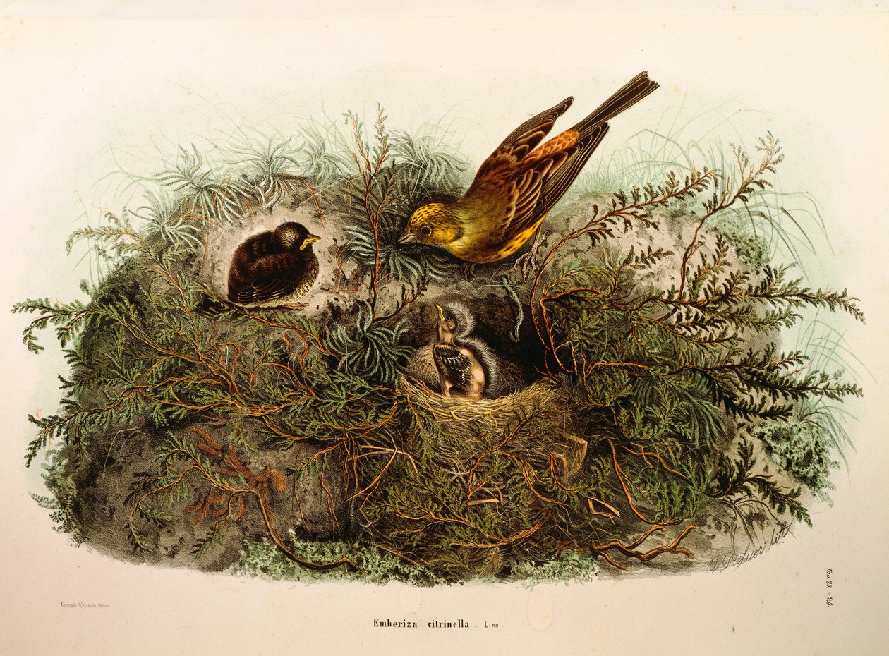 Illustratie uit Eugenio Bettoni